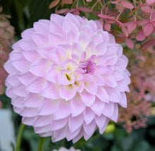 Load image into Gallery viewer, Van Isle Victoria Dahlia Tuber - VIVIC (LIMIT 1)