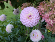 Load image into Gallery viewer, Van Isle Victoria Dahlia Tuber - VIVIC (LIMIT 1)
