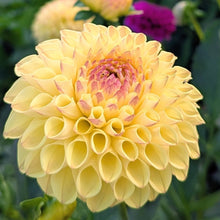 Load image into Gallery viewer, Ferncliff Fiesta Dahlia Tuber - FCFI