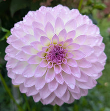 Load image into Gallery viewer, Van Isle Victoria Dahlia Tuber - VIVIC (LIMIT 1)