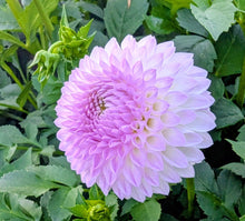 Load image into Gallery viewer, Westerton Ella Grace Dahlia Tuber - WEGR (LIMIT 1)