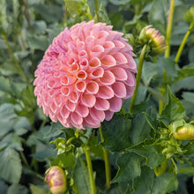 Load image into Gallery viewer, Clearview Peachy Dahlia Tuber - CLVP