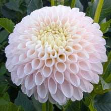 Load image into Gallery viewer, Camano Zoe Dahlia Tuber - CMNZO