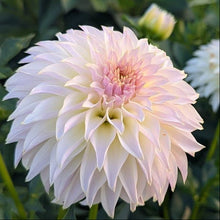 Load image into Gallery viewer, KA Champagne Dahlia Tuber - KACHM