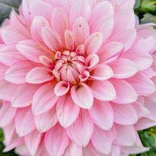 Load image into Gallery viewer, KA Mocha Jo Dahlia Tuber - KAMCJ