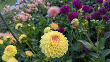 Load image into Gallery viewer, Ferncliff Fiesta Dahlia Tuber - FCFI