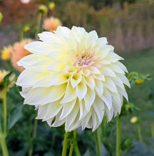 Load image into Gallery viewer, KA Champagne Dahlia Tuber - KACHM