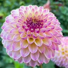 Load image into Gallery viewer, Hapet Pearl Dahlia Tuber - HPTPL