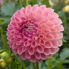 Load image into Gallery viewer, Clearview Peachy Dahlia Tuber - CLVP
