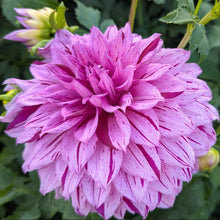 Load image into Gallery viewer, Alpen Pauline Dahlia Tuber - ALP