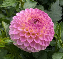 Load image into Gallery viewer, Hapet Pearl Dahlia Tuber - HPTPL