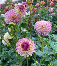 Load image into Gallery viewer, Hapet Pearl Dahlia Tuber - HPTPL