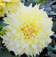Load image into Gallery viewer, Westerton Lillian Dahlia Tuber - WSTLL
