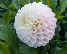 Load image into Gallery viewer, Camano Zoe Dahlia Tuber - CMNZO