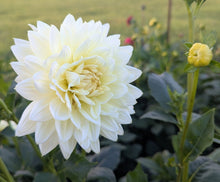 Load image into Gallery viewer, Sandia Showboat Dahlia Tuber - SNDSHB