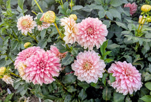 Load image into Gallery viewer, KA Mocha Jo Dahlia Tuber - KAMCJ