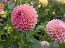 Load image into Gallery viewer, Clearview Peachy Dahlia Tuber - CLVP