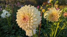 Load image into Gallery viewer, KA Champagne Dahlia Tuber - KACHM