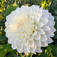 Load image into Gallery viewer, KA Bella Luna Dahlia Tuber - KABLL
