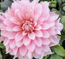 Load image into Gallery viewer, KA Mocha Jo Dahlia Tuber - KAMCJ