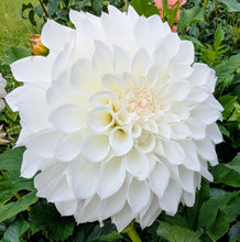 Load image into Gallery viewer, KA Bella Luna Dahlia Tuber - KABLL