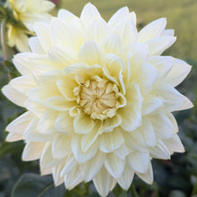 Load image into Gallery viewer, Sandia Showboat Dahlia Tuber - SNDSHB
