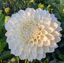 Load image into Gallery viewer, KA Bella Luna Dahlia Tuber - KABLL