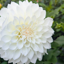 Load image into Gallery viewer, KA Bella Luna Dahlia Tuber - KABLL