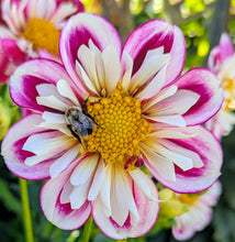 Load image into Gallery viewer, Bumble Rumble Dahlia Tuber - BMRMB