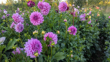 Load image into Gallery viewer, Alpen Pauline Dahlia Tuber - ALP
