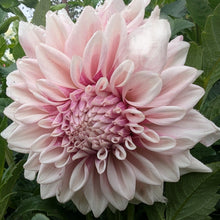 Load image into Gallery viewer, Natalie's Dress Dahlia Tuber - NATD (Limit 1)