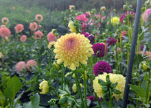 Load image into Gallery viewer, Ferncliff Fiesta Dahlia Tuber - FCFI