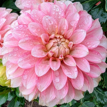 Load image into Gallery viewer, KA Mocha Jo Dahlia Tuber - KAMCJ