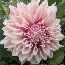 Load image into Gallery viewer, Natalie's Dress Dahlia Tuber - NATD (Limit 1)