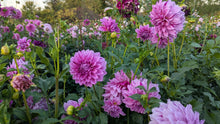 Load image into Gallery viewer, Alpen Pauline Dahlia Tuber - ALP