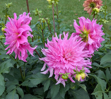 Load image into Gallery viewer, Elsie Huston Dahlia Tuber - ELHS