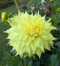 Load image into Gallery viewer, Penhill Yellow Queen Dahlia Tuber - PENY