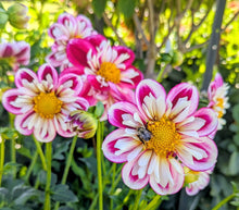 Load image into Gallery viewer, Bumble Rumble Dahlia Tuber - BMRMB