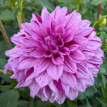 Load image into Gallery viewer, Alpen Pauline Dahlia Tuber - ALP