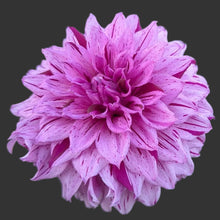 Load image into Gallery viewer, Alpen Pauline Dahlia Tuber - ALP