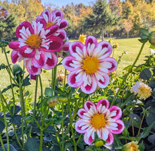Load image into Gallery viewer, Bumble Rumble Dahlia Tuber - BMRMB