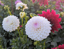 Load image into Gallery viewer, Andrea Lawson Dahlia Tuber - ANLW (5 Pack)