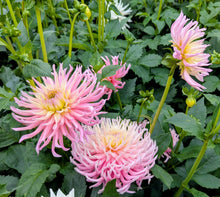 Load image into Gallery viewer, Hollyhill Cotton Candy Dahlia Tuber - HHCC
