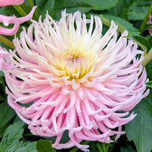 Load image into Gallery viewer, Hollyhill Cotton Candy Dahlia Tuber - HHCC