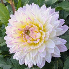 Load image into Gallery viewer, Crazy Love Dahlia Tuber - CRLV