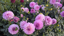 Load image into Gallery viewer, Clearview Debby Dahlia Tuber - CLVD