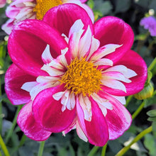 Load image into Gallery viewer, Bumble Rumble Dahlia Tuber - BMRMB