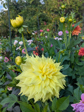 Load image into Gallery viewer, Penhill Yellow Queen Dahlia Tuber - PENY