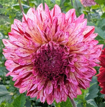 Load image into Gallery viewer, Bowser Candy Kiss Dahlia Tuber - BWCK
