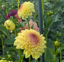 Load image into Gallery viewer, Ferncliff Fiesta Dahlia Tuber - FCFI